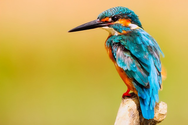 Giv vingerne frit: Sådan tiltrækker du farverige vildtfugle med det rigtige foder